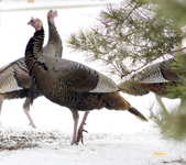 Turkeys